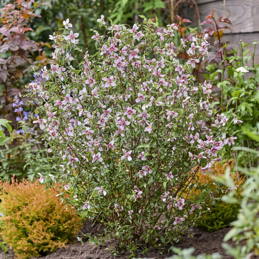 Philadelphus ‘Petite Perfume Pink’ 3L 5023242393544